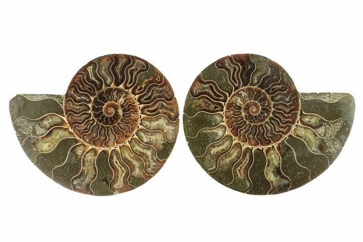 Cut & Polished, Agatized Ammonite Fossil - Madagascar #264777